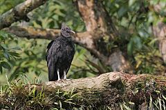 Black Vulture